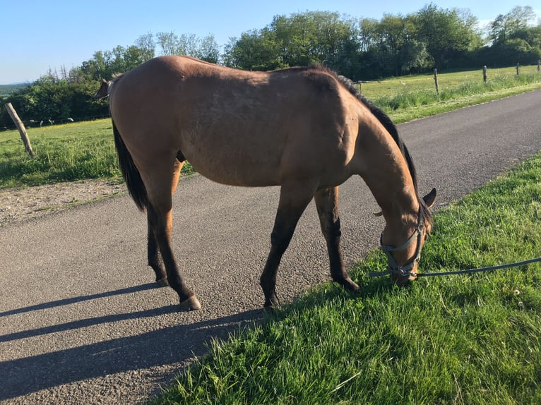 American Quarter Horse Hengst 1 Jahr 155 cm Brauner in Petit-Réderching
