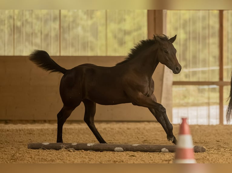 American Quarter Horse Hengst 1 Jahr 155 cm Brauner in Hilsenheim