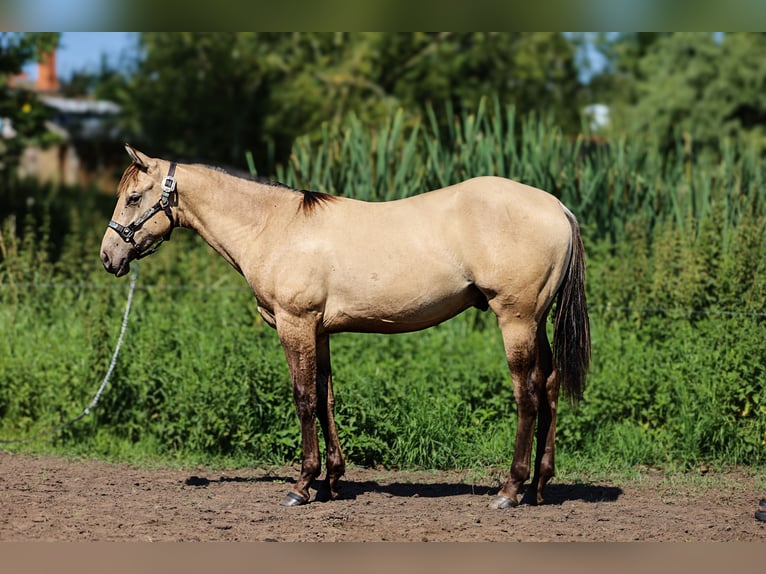 American Quarter Horse Hengst 1 Jahr 155 cm Buckskin in Neukalen