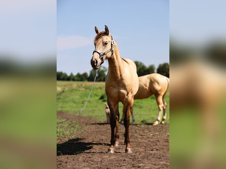 American Quarter Horse Hengst 1 Jahr 155 cm Buckskin in Neukalen