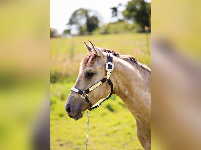 American Quarter Horse Hengst 1 Jahr 155 cm Buckskin in Neukalen