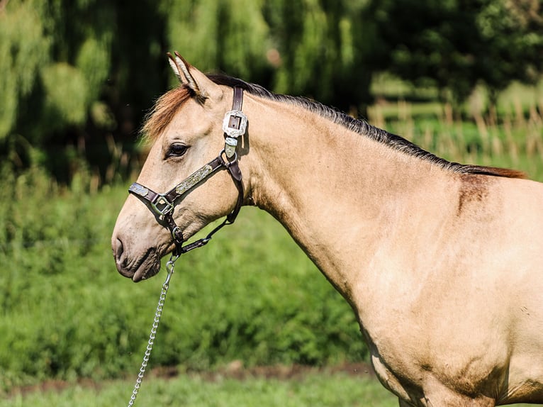 American Quarter Horse Hengst 1 Jahr 155 cm Buckskin in Neukalen