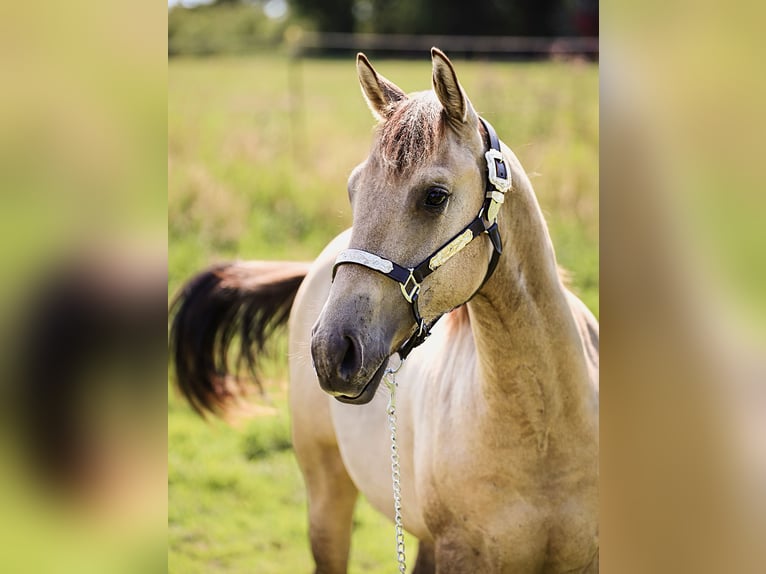 American Quarter Horse Hengst 1 Jahr 155 cm Buckskin in Neukalen
