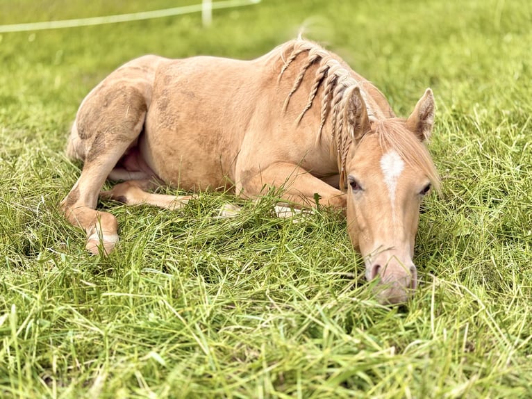American Quarter Horse Hengst 1 Jahr 155 cm Champagne in Neustadt am KulmNeustadt am Kulm