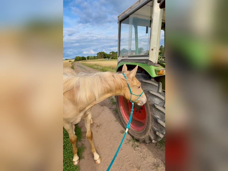 American Quarter Horse Hengst 1 Jahr 155 cm Champagne in Neustadt am KulmNeustadt am Kulm
