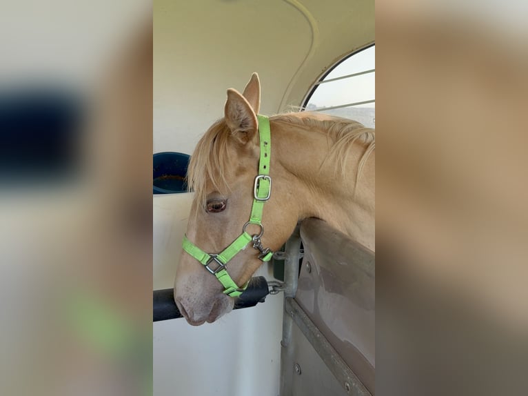 American Quarter Horse Hengst 1 Jahr 155 cm Champagne in Neustadt am KulmNeustadt am Kulm