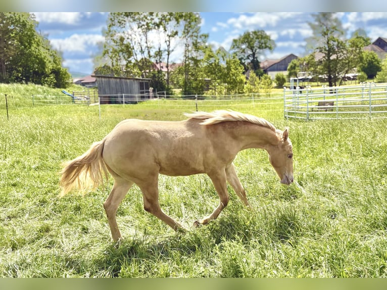 American Quarter Horse Hengst 1 Jahr 155 cm Champagne in Neustadt am KulmNeustadt am Kulm