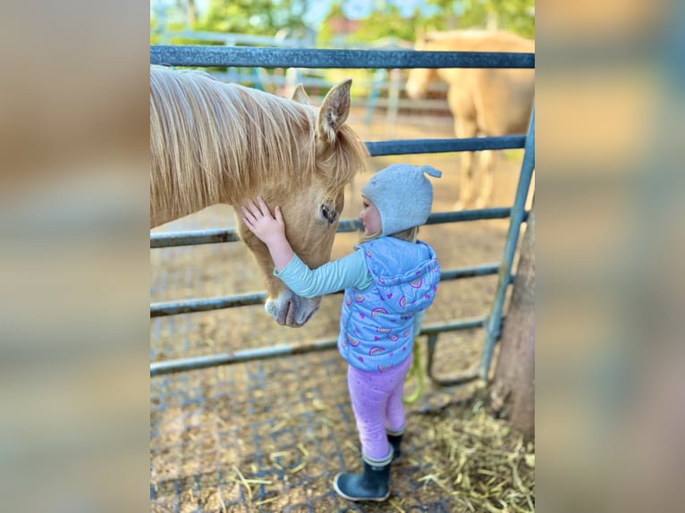American Quarter Horse Hengst 1 Jahr 155 cm Champagne in Neustadt am KulmNeustadt am Kulm