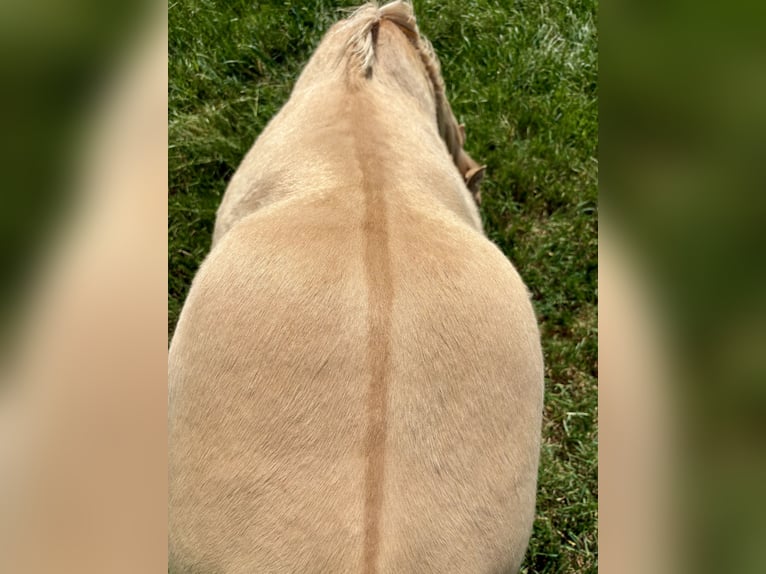 American Quarter Horse Hengst 1 Jahr 155 cm Champagne in Neustadt am KulmNeustadt am Kulm