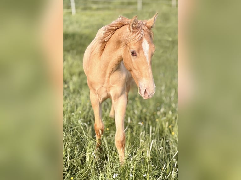 American Quarter Horse Hengst 1 Jahr 155 cm Champagne in Neustadt am KulmNeustadt am Kulm