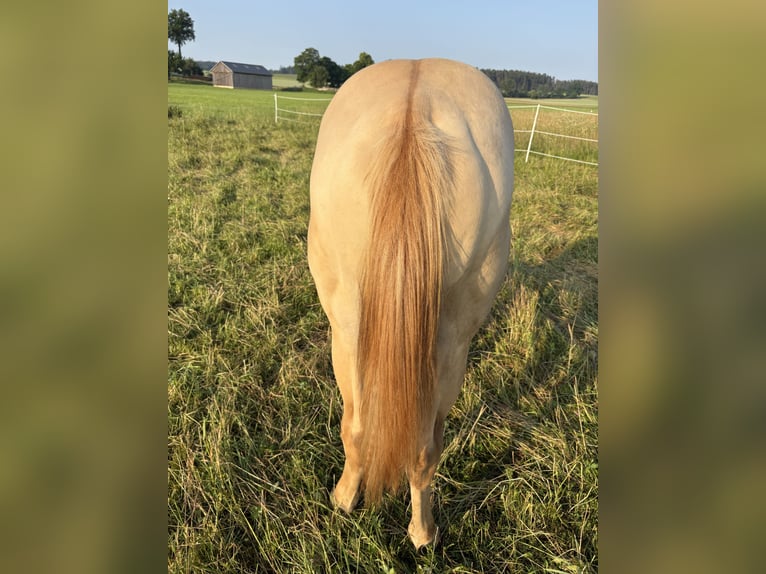 American Quarter Horse Hengst 1 Jahr 155 cm Champagne in Neustadt am KulmNeustadt am Kulm