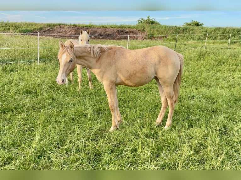 American Quarter Horse Hengst 1 Jahr 155 cm Champagne in Neustadt am KulmNeustadt am Kulm