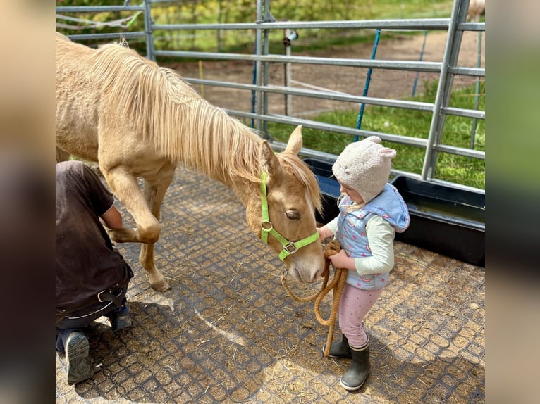 American Quarter Horse Hengst 1 Jahr 155 cm Champagne in Neustadt am KulmNeustadt am Kulm