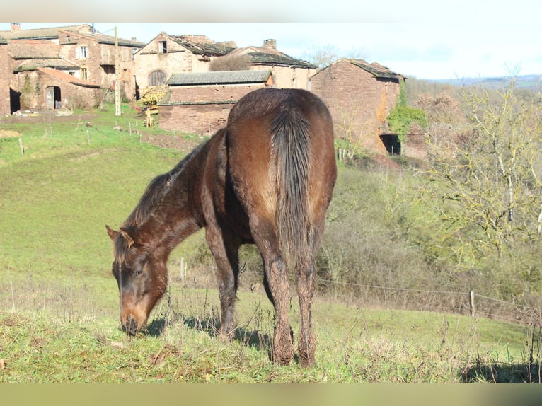 American Quarter Horse Hengst 1 Jahr 155 cm Dunkelbrauner in ST IZAIRE