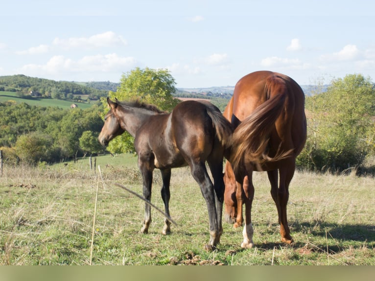American Quarter Horse Hengst 1 Jahr 155 cm Dunkelbrauner in ST IZAIRE