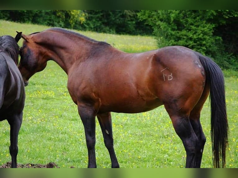 American Quarter Horse Hengst 1 Jahr 155 cm Dunkelbrauner in ST IZAIRE