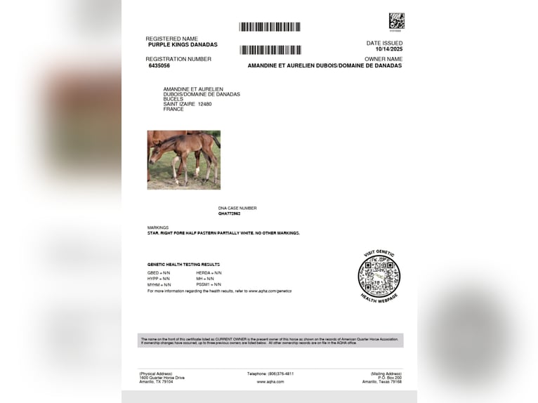 American Quarter Horse Hengst 1 Jahr 155 cm Dunkelbrauner in ST IZAIRE