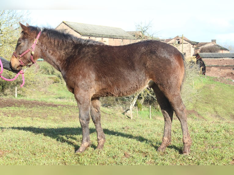 American Quarter Horse Hengst 1 Jahr 155 cm Dunkelbrauner in ST IZAIRE
