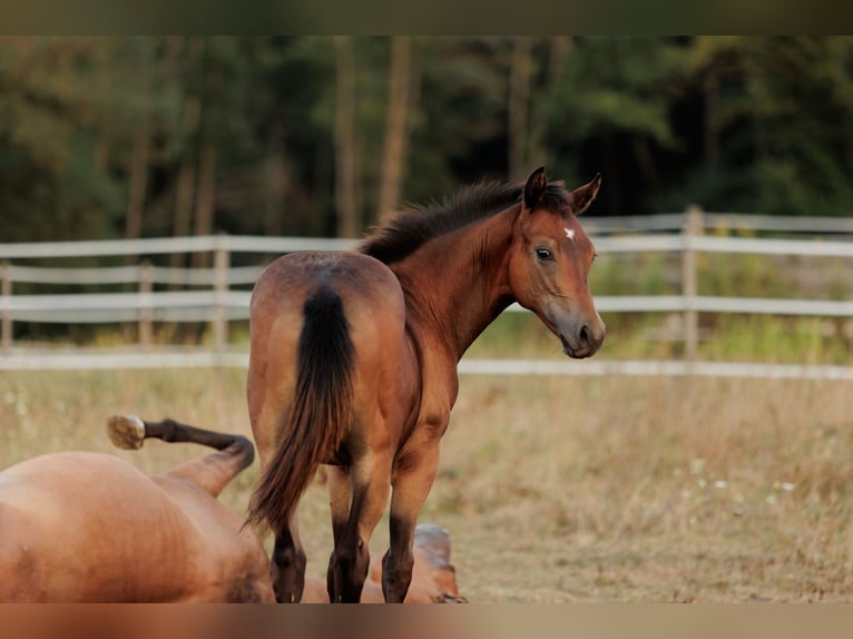 American Quarter Horse Hengst 1 Jahr 155 cm Dunkelbrauner in G&#xFC;ssing