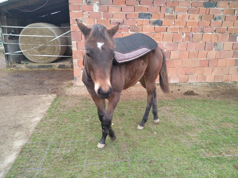American Quarter Horse Hengst 1 Jahr 155 cm Dunkelbrauner in G&#xFC;ssing