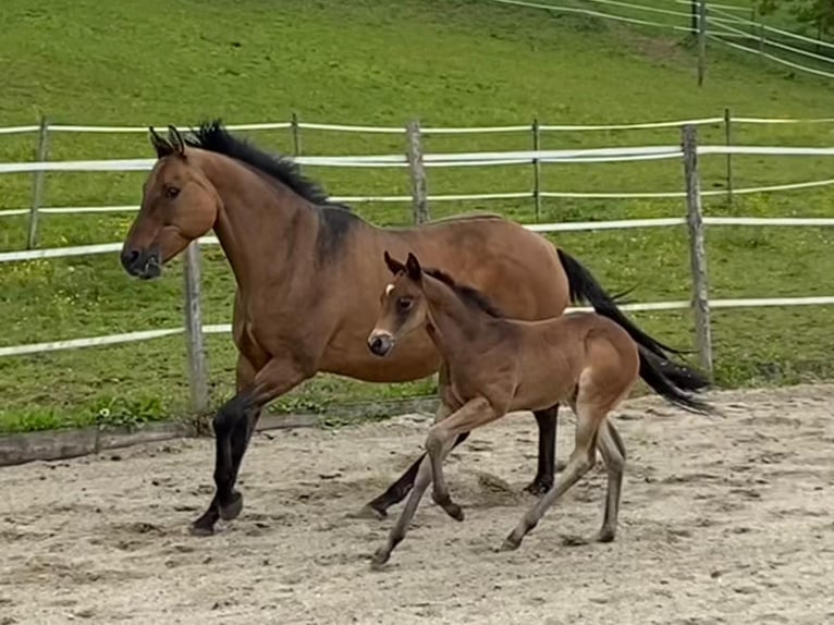 American Quarter Horse Hengst 1 Jahr 155 cm Dunkelbrauner in G&#xFC;ssing