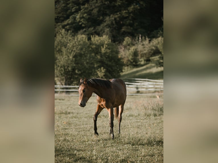 American Quarter Horse Hengst 1 Jahr 155 cm Dunkelbrauner in G&#xFC;ssing