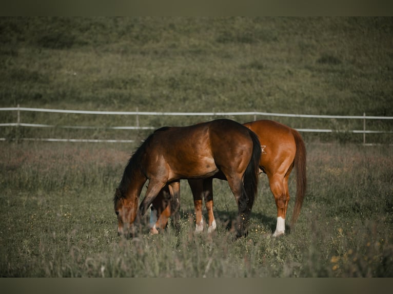 American Quarter Horse Hengst 1 Jahr 155 cm Dunkelbrauner in G&#xFC;ssing