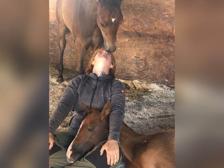 American Quarter Horse Hengst 1 Jahr 155 cm Dunkelbrauner in G&#xFC;ssing