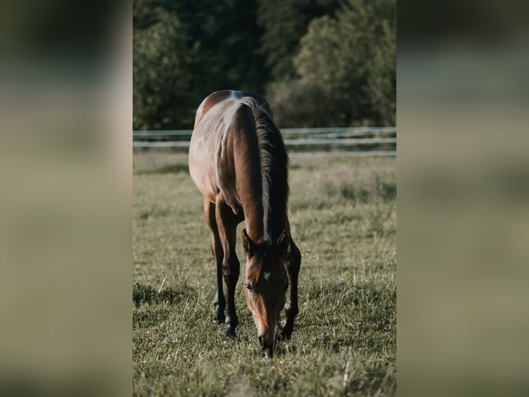 American Quarter Horse Hengst 1 Jahr 155 cm Dunkelbrauner in G&#xFC;ssing