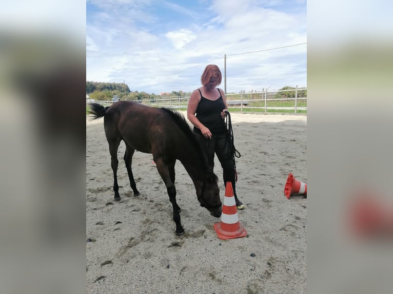 American Quarter Horse Hengst 1 Jahr 155 cm Dunkelbrauner in G&#xFC;ssing