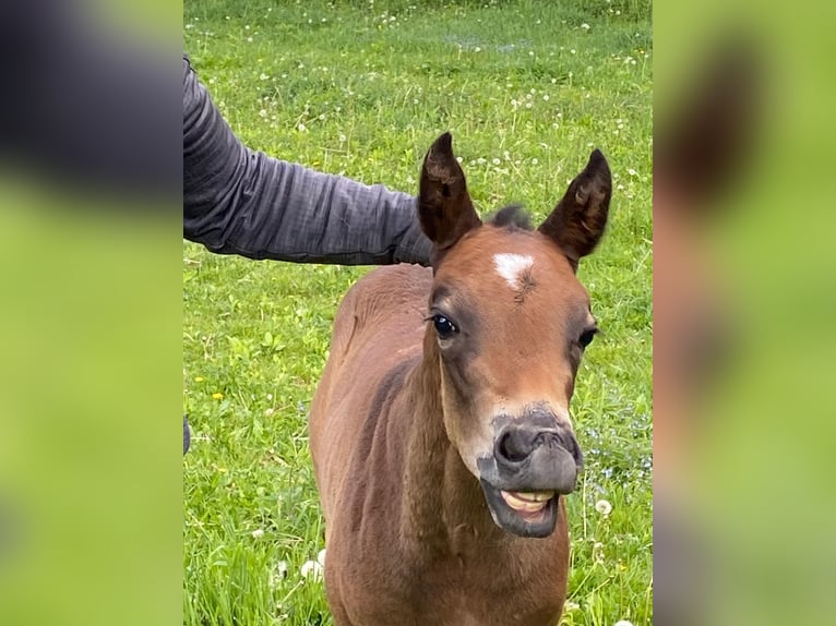 American Quarter Horse Hengst 1 Jahr 155 cm Dunkelbrauner in G&#xFC;ssing