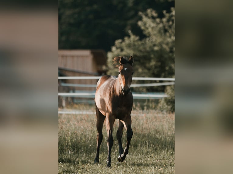 American Quarter Horse Hengst 1 Jahr 155 cm Dunkelbrauner in G&#xFC;ssing