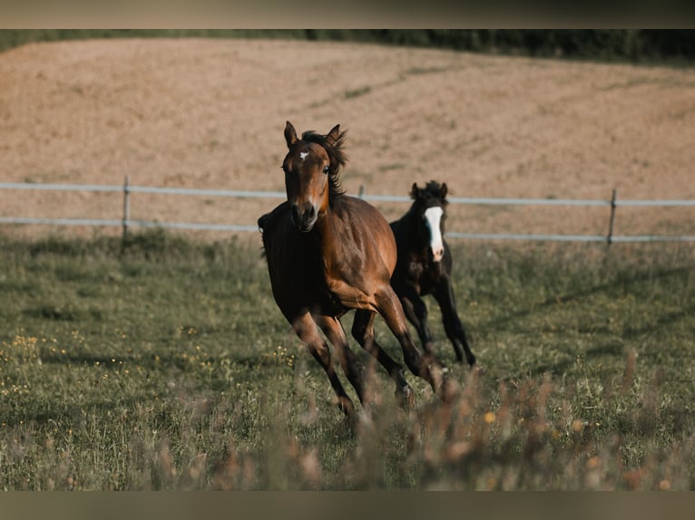 American Quarter Horse Hengst 1 Jahr 155 cm Dunkelbrauner in G&#xFC;ssing