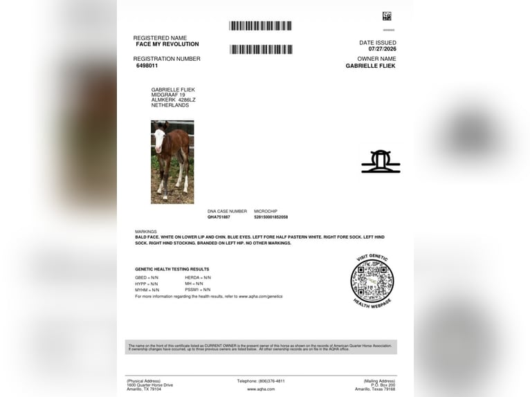 American Quarter Horse Hengst 1 Jahr 155 cm Dunkelbrauner in Almkerk