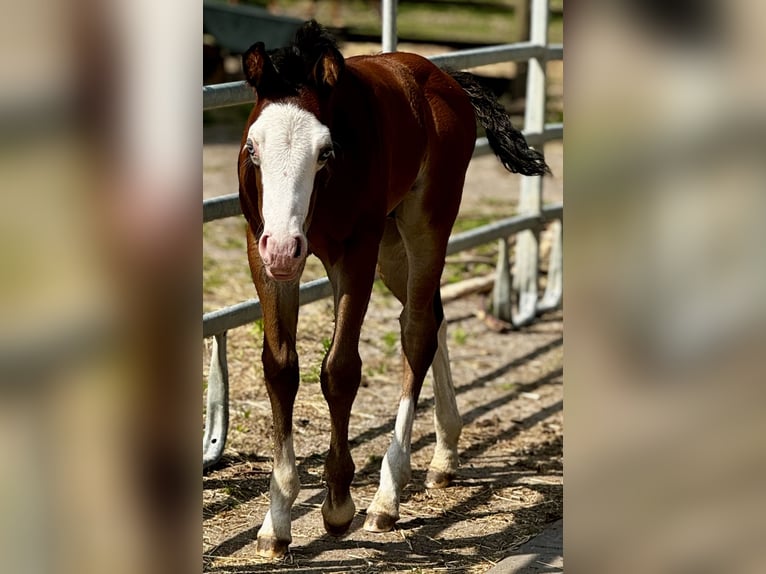 American Quarter Horse Hengst 1 Jahr 155 cm Dunkelbrauner in Almkerk