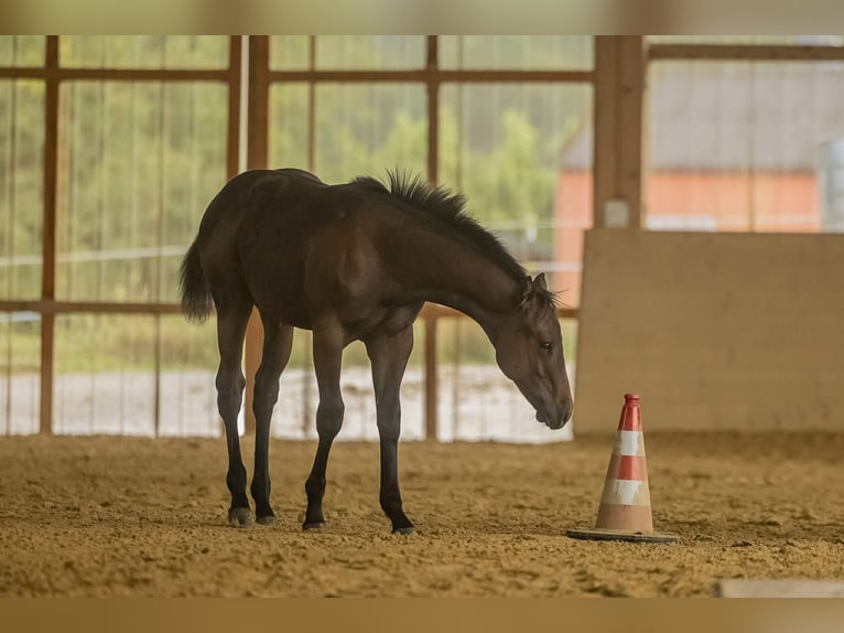 American Quarter Horse Hengst 1 Jahr 155 cm Dunkelbrauner in Hilsenheim