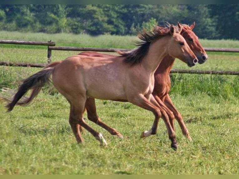 American Quarter Horse Hengst 1 Jahr 155 cm Falbe in Düsseldorf