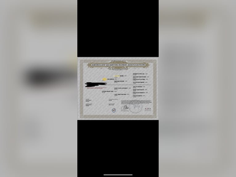 American Quarter Horse Hengst 1 Jahr 155 cm Falbe in Arnoldstein