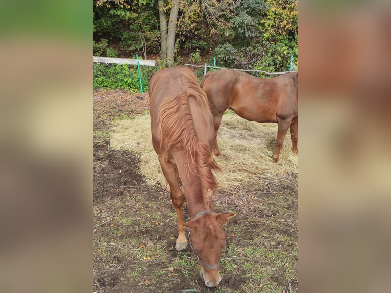 American Quarter Horse Hengst 1 Jahr 155 cm Fuchs in Banská Štiavnica