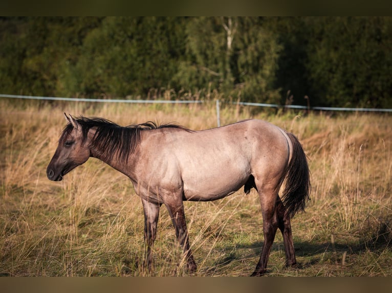 American Quarter Horse Hengst 1 Jahr 155 cm Grullo in Marienberg