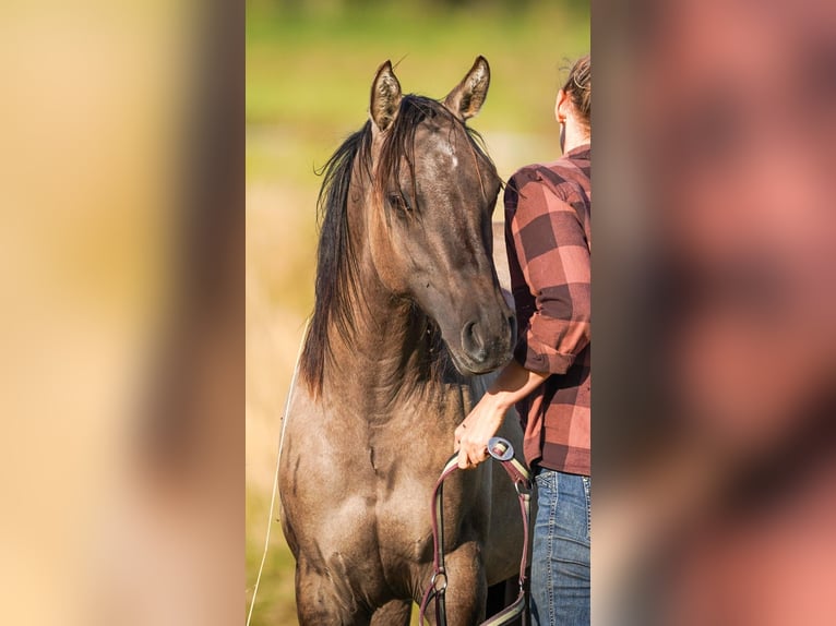 American Quarter Horse Hengst 1 Jahr 155 cm Grullo in Marienberg