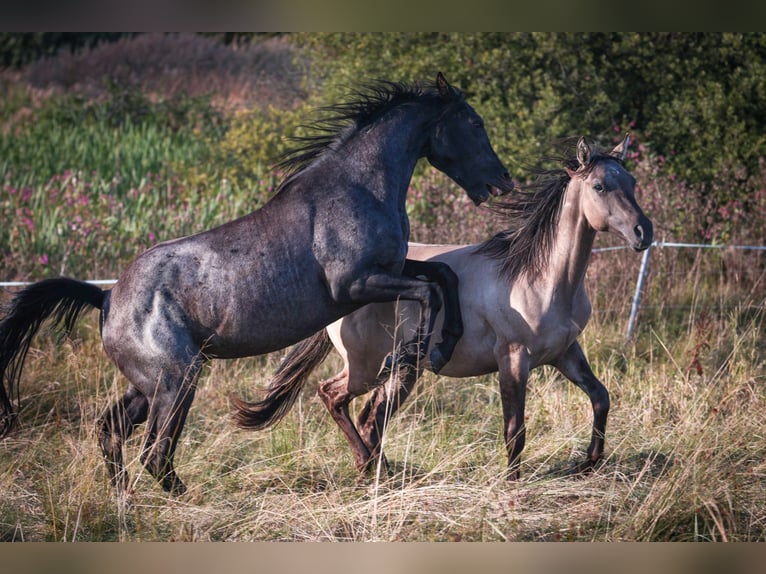 American Quarter Horse Hengst 1 Jahr 155 cm Grullo in Marienberg