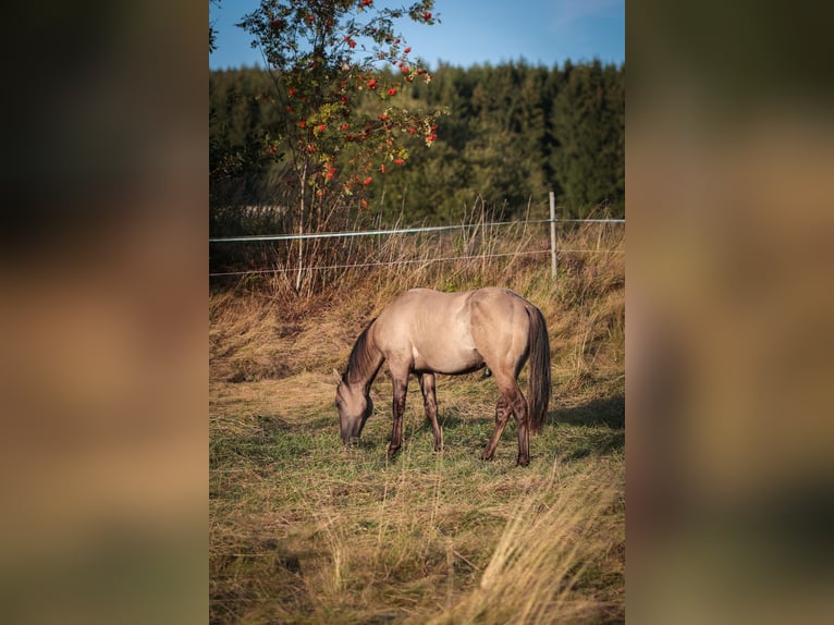 American Quarter Horse Hengst 1 Jahr 155 cm Grullo in Marienberg