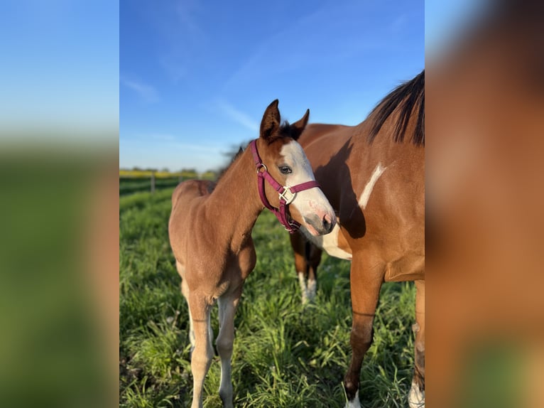 American Quarter Horse Mix Hengst 1 Jahr 155 cm Overo-alle-Farben in Gelbensande