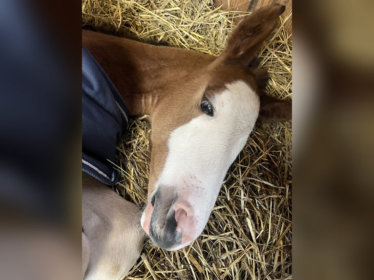 American Quarter Horse Mix Hengst 1 Jahr 155 cm Overo-alle-Farben in Gelbensande