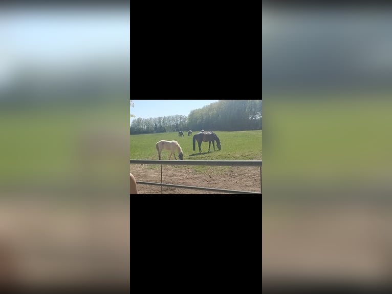 American Quarter Horse Hengst 1 Jahr 155 cm Perlino in Oberhausen