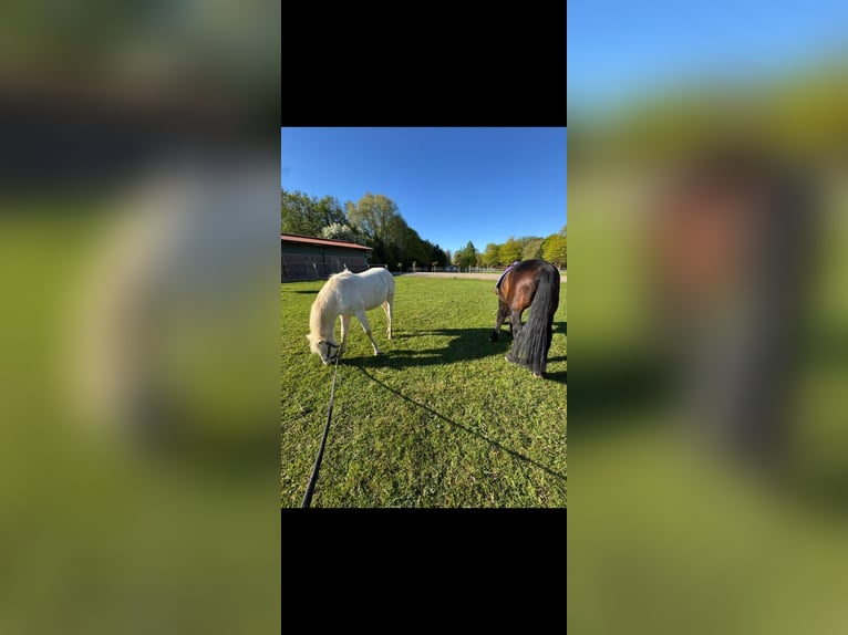 American Quarter Horse Hengst 1 Jahr 155 cm Perlino in Oberhausen