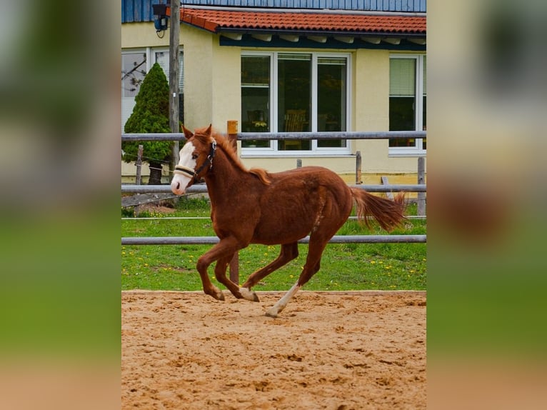 American Quarter Horse Hengst 1 Jahr 155 cm Rabicano in Heimenkirch