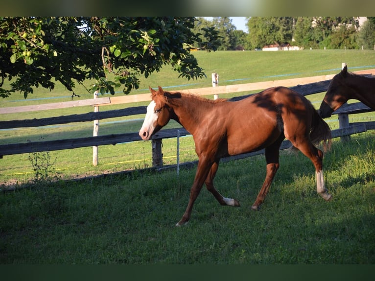 American Quarter Horse Hengst 1 Jahr 155 cm Rabicano in Heimenkirch