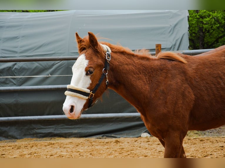 American Quarter Horse Hengst 1 Jahr 155 cm Rabicano in Heimenkirch